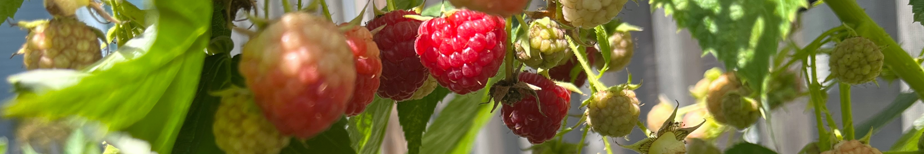 Raspberries ripening on the vine, with a blurred background of green leaves and sunlight. The image is a metaphor for the growth and cultivation of compassion.