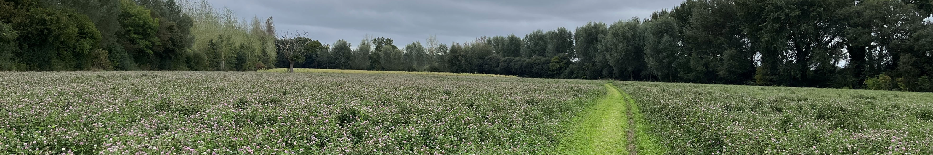 A path through a field of clover, with a cloudy sky.
