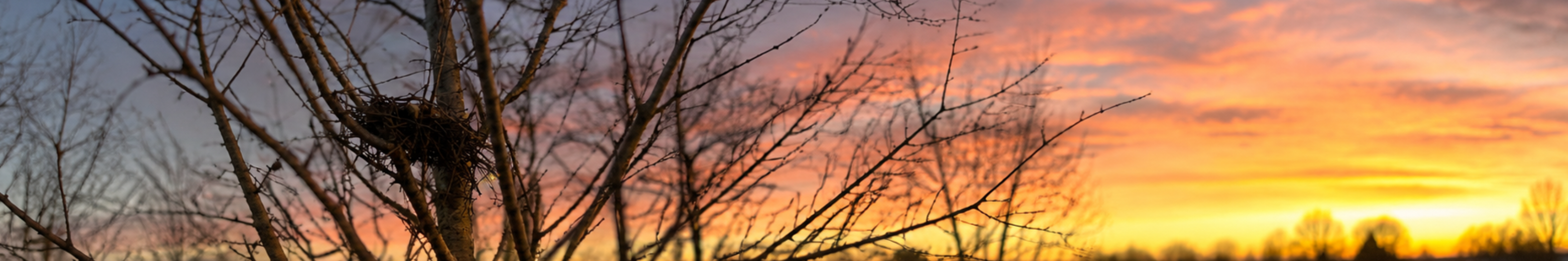 A bird's nest in a bare tree, with a winter sunrise in the background.